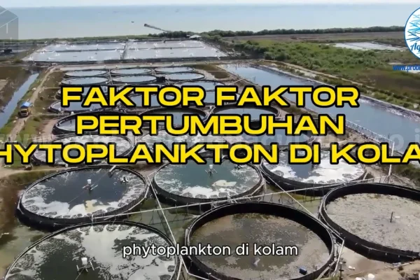 Mengatur dan mengurangi kotoran BOT dengan cara yang kedua yaitu Pengambilan BOT  untuk tumbuh fitoplankton.