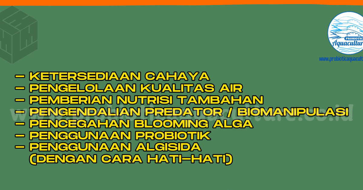 Cara Menjaga Pertumbuhan dan Kestabilan Fitoplankton