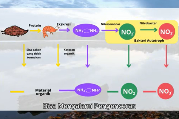 Sinergi antara bakteri dan phytoplankton idealnya harus dijaga bergantung dengan kemampuan pembudidaya dalam mengenali dinamika lingkungan.