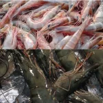 Di balik ombak pesisir Nusantara, dua nama udang telah lama menjadi primadona, yakni Udang Vaname dan Udang Windu.