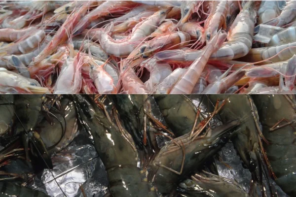 Di balik ombak pesisir Nusantara, dua nama udang telah lama menjadi primadona, yakni Udang Vaname dan Udang Windu.
