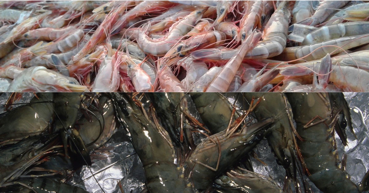 Di balik ombak pesisir Nusantara, dua nama udang telah lama menjadi primadona, yakni Udang Vaname dan Udang Windu.