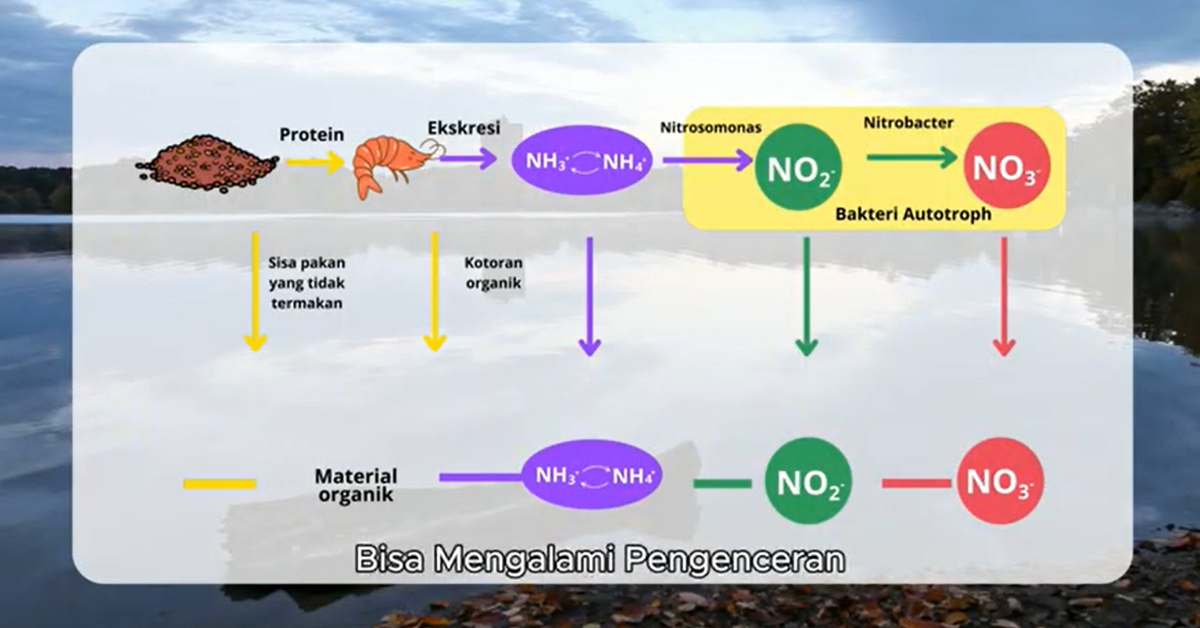 Sinergi antara bakteri dan phytoplankton idealnya harus dijaga bergantung dengan kemampuan pembudidaya dalam mengenali dinamika lingkungan.