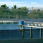 Pelajari cara budidaya udang vaname, mulai dari persiapan tambak, manajemen pakan, pengendalian kualitas air, hingga panen.