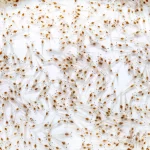 Dalam budidaya udang vaname, kualitas benur (post larvae/PL) adalah fondasi utama untuk mencapai hasil panen yang maksimal.