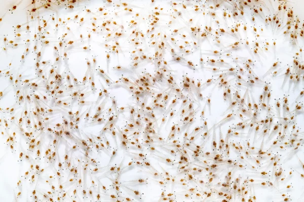 Dalam budidaya udang vaname, kualitas benur (post larvae/PL) adalah fondasi utama untuk mencapai hasil panen yang maksimal.