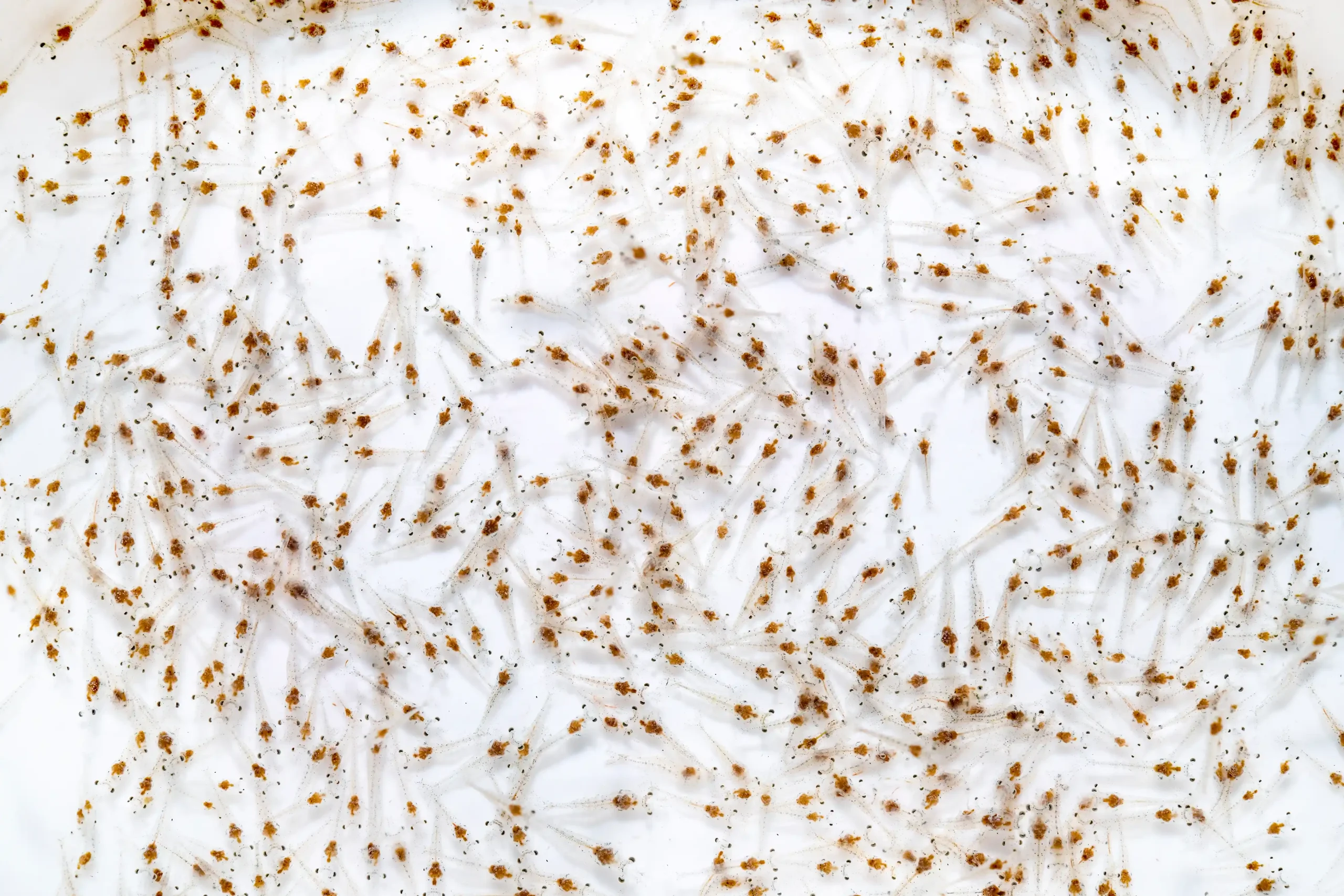 Dalam budidaya udang vaname, kualitas benur (post larvae/PL) adalah fondasi utama untuk mencapai hasil panen yang maksimal.