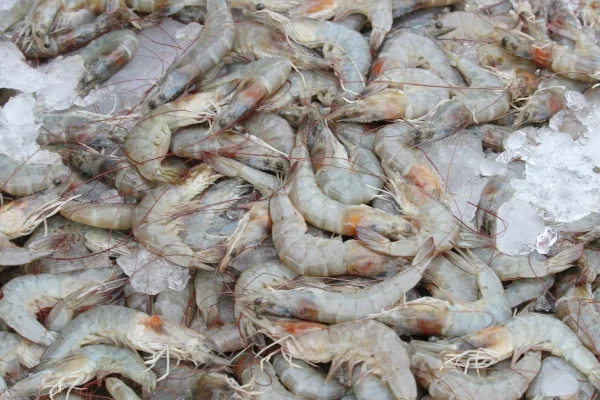 Udang vaname menjadi primadona dalam budidaya perairan Asia. Artikel ini akan merangkum fakta udang vaname yang jarang diketahui.