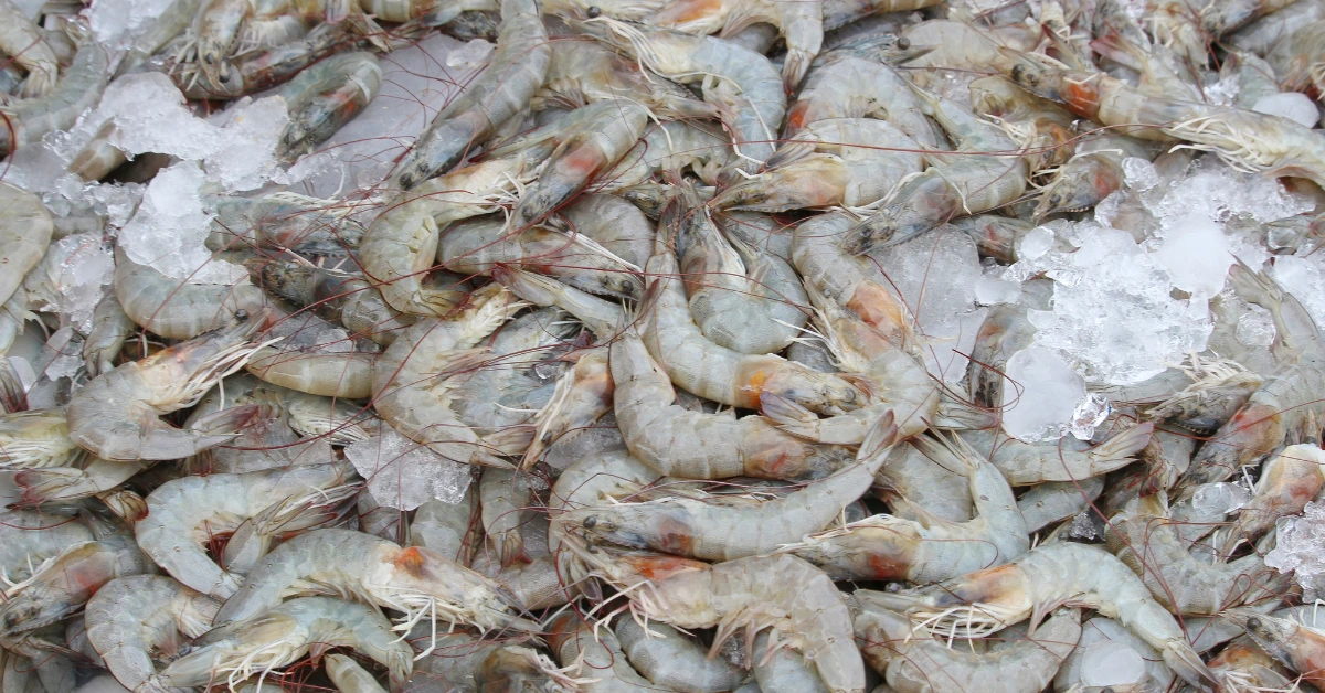Udang vaname menjadi primadona dalam budidaya perairan Asia. Artikel ini akan merangkum fakta udang vaname yang jarang diketahui.