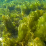 Pelajari jenis fitoplankton untuk tambak udang vaname seperti klasifikasi, manfaat gizi, teknik pembibitan, hingga tantangan pengendalian.