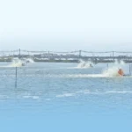 Pengenceran Air Sebagai Faktor Eksternal Pertumbuhan Udang