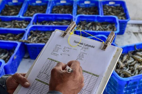 Panen Udang 52 Ton per Hektare! Tambak Ramah Iklim di Sulawesi Ini Pecahkan Rekor Nasional!"