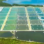 Pelajari konsep, manfaat, dan langkah implementasi sistem bioflok untuk budidaya udang vaname di kolam maupun tambak.