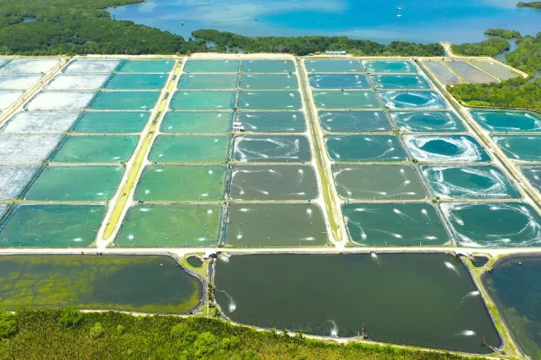 Pelajari konsep, manfaat, dan langkah implementasi sistem bioflok untuk budidaya udang vaname di kolam maupun tambak.