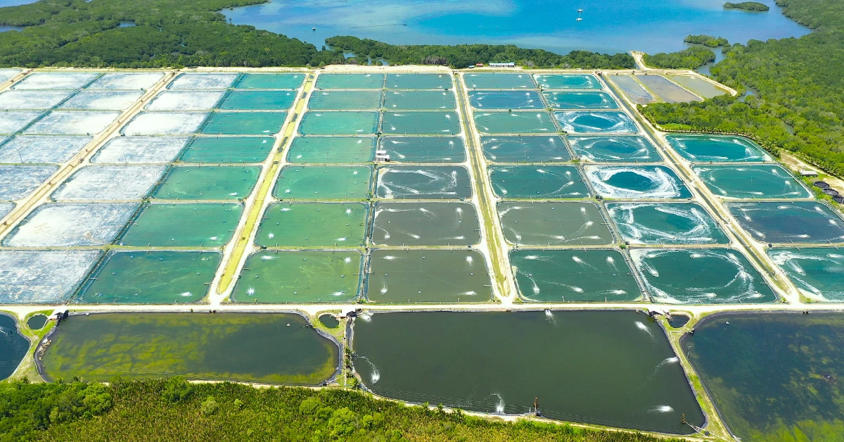 Pelajari konsep, manfaat, dan langkah implementasi sistem bioflok untuk budidaya udang vaname di kolam maupun tambak.