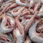 Jenis Penyakit Udang Vaname yang Paling Mematikan