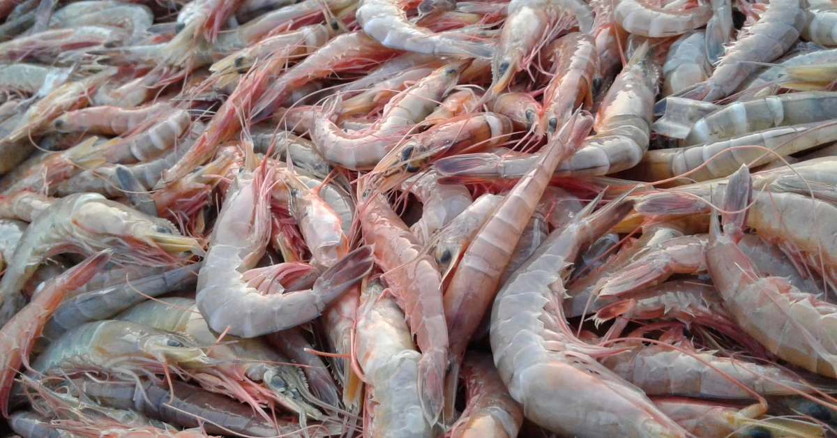 Jenis Penyakit Udang Vaname yang Paling Mematikan