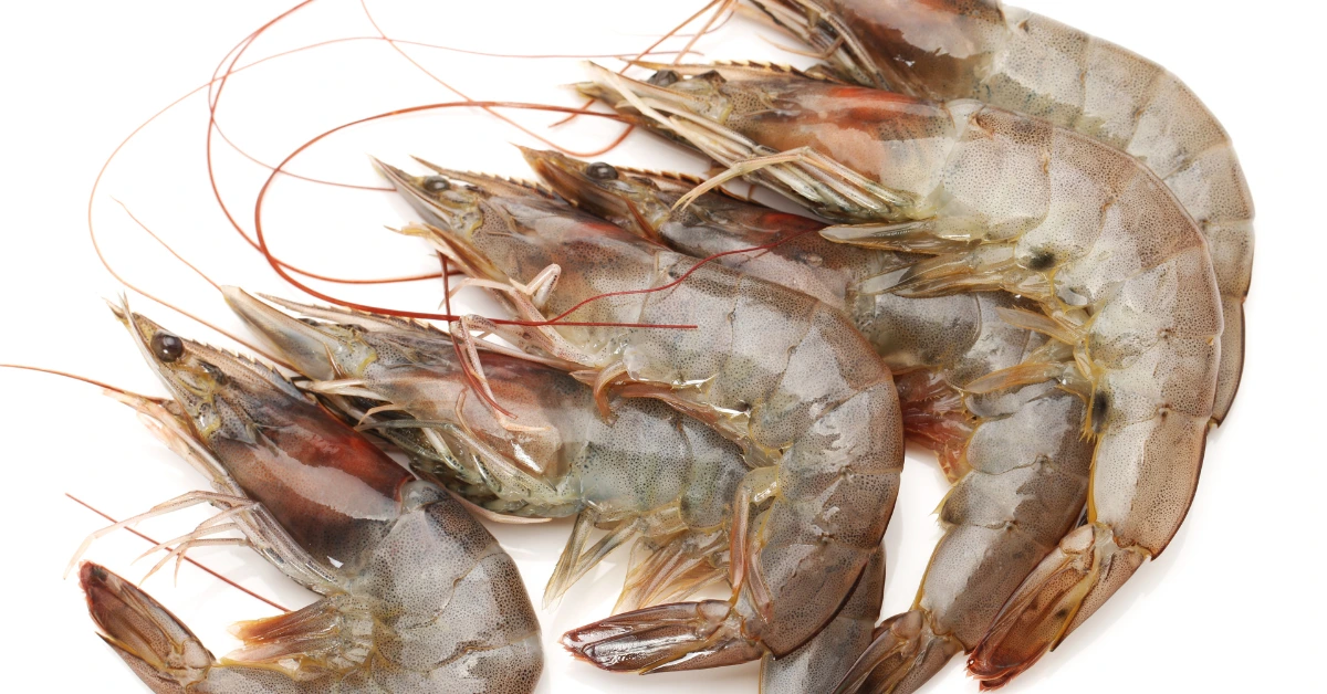 Cara Membuat Pakan Udang Vaname Sendiri yang Efektif