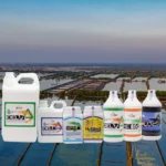 Rahasia Lengkap Pencegahan Penyakit Udang dengan Probiotik