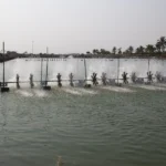 Raup Cuan dari Tambak Udang! Ini 5 Langkah Persiapan Tambak Udang Vaname