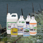 Begini Cara Probiotik Menjaga Ekosistem Udang Tetap Stabil