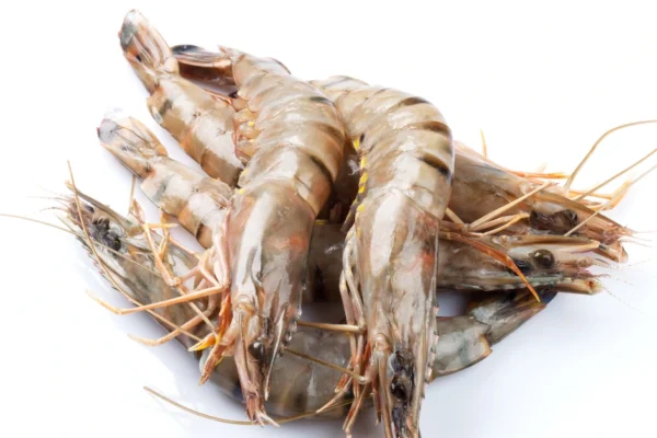 udang windu malang