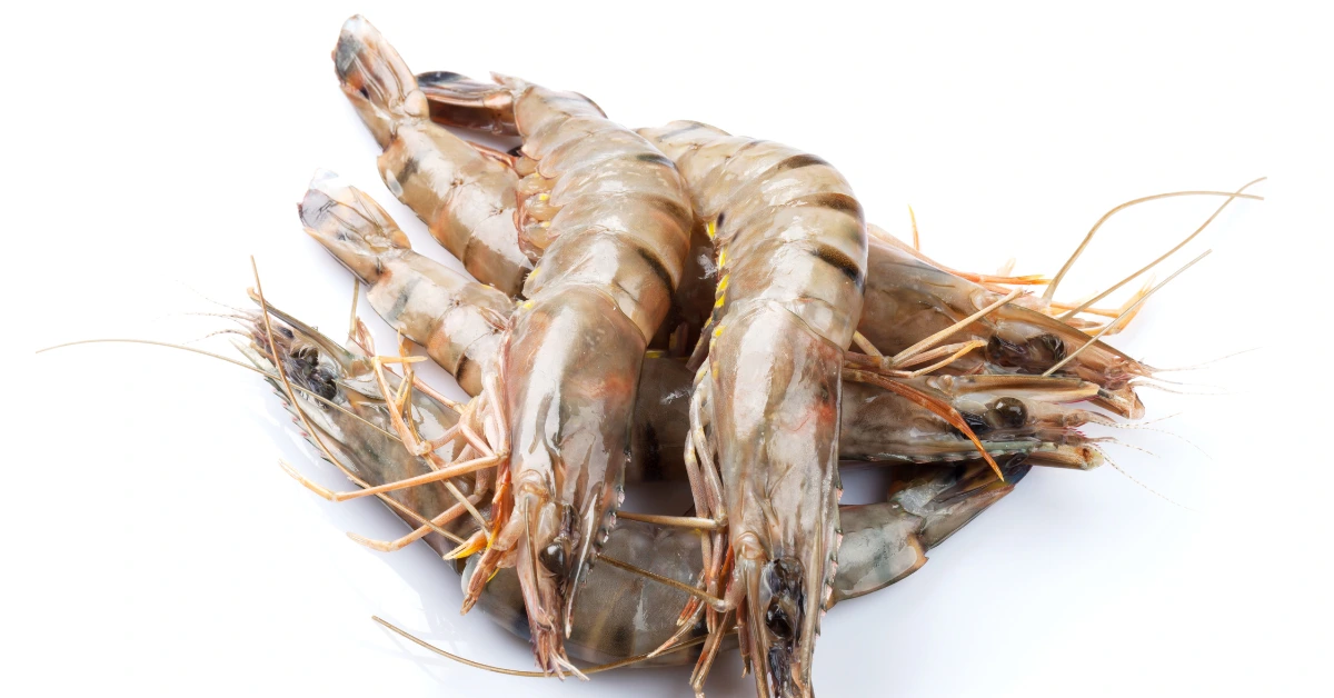 udang windu malang
