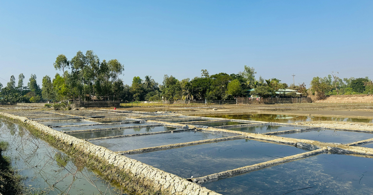 Cara Budidaya Udang Vaname di Air Payau