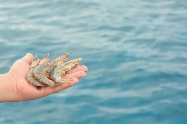 Berikut Jadwal Pemberian Pakan Udang Vaname
