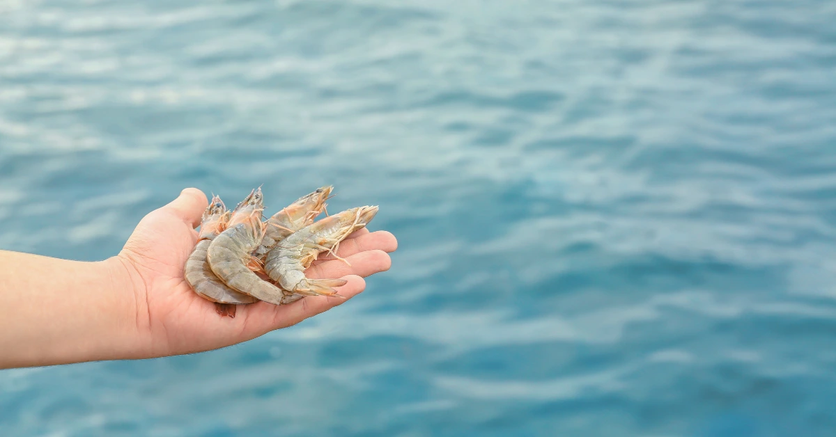 Berikut Jadwal Pemberian Pakan Udang Vaname