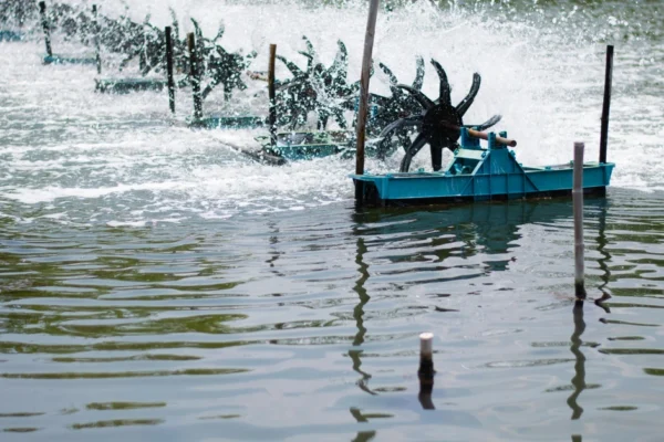 Ternyata Ini Fungsi Kincir Air di Tambak Udang