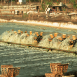 Cara Ampuh Mengurangi Amonia di Tambak Udang