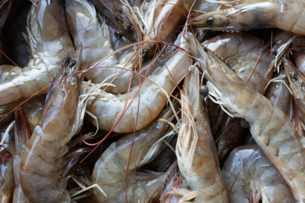 Ciri-Ciri Udang Vaname Sehat agar Panen Maksimal
