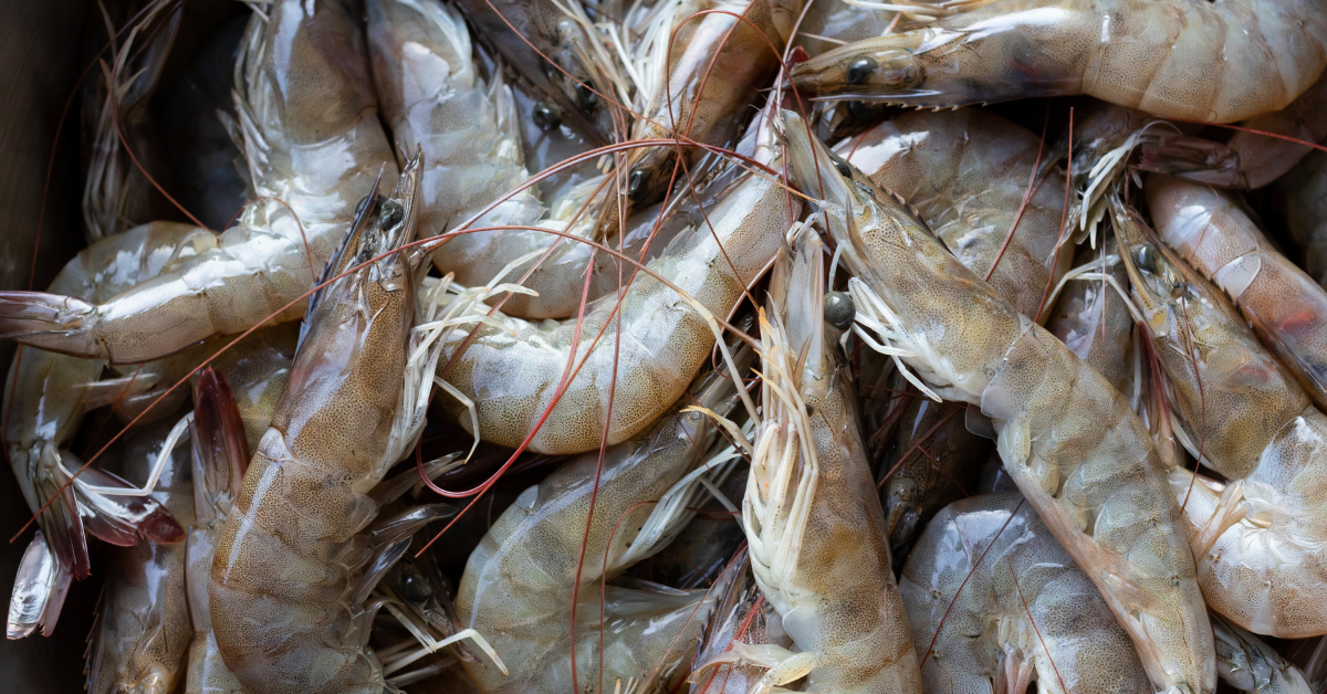 Ciri-Ciri Udang Vaname Sehat agar Panen Maksimal
