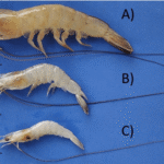 Cara Budidaya Udang Vaname Organik