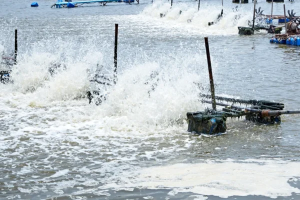 Cara Budidaya Udang Vaname di Tambak Bundar
