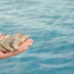 Cara Mengatasi Udang Vaname Terserang Vibrio