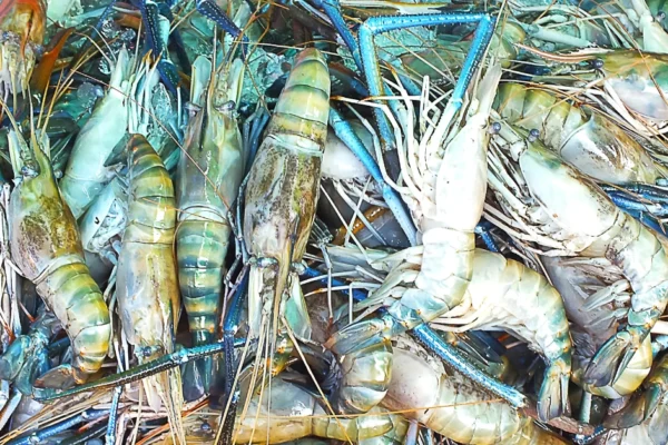 Gejala Penyakit EMS pada Udang Vaname