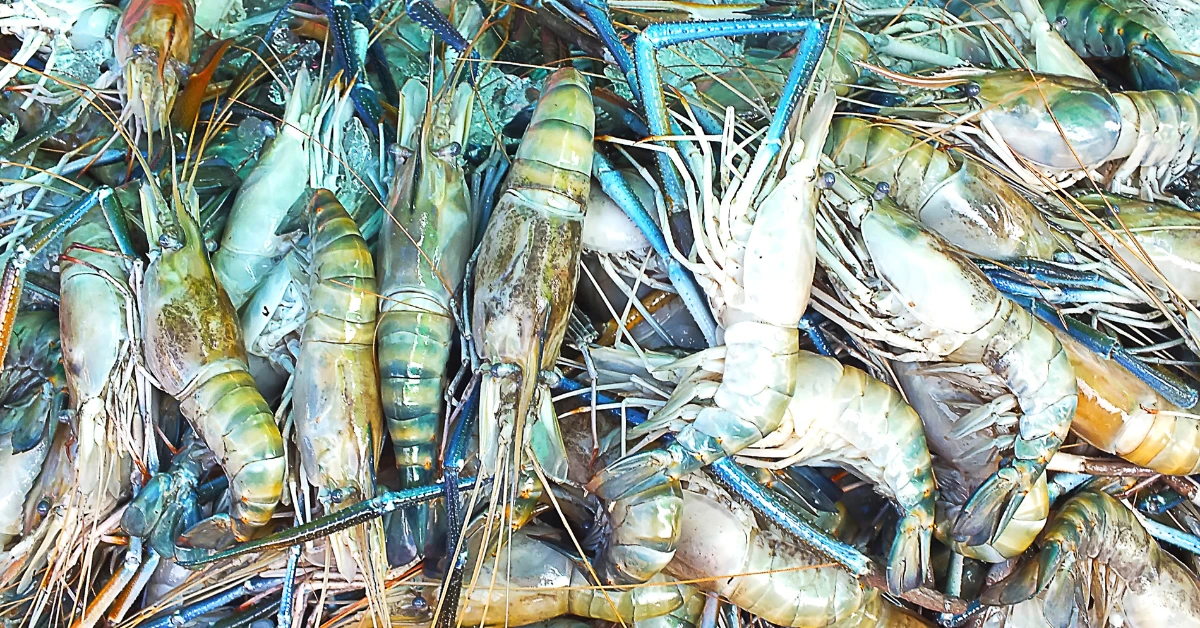 Gejala Penyakit EMS pada Udang Vaname
