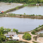Cara Panen Udang Vaname yang Benar