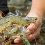 Cara Budidaya Udang Vaname dengan Teknologi Terbaru