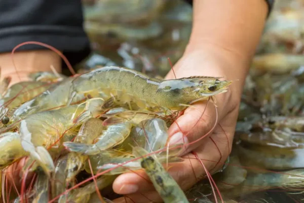 Cara Budidaya Udang Vaname dengan Teknologi Terbaru