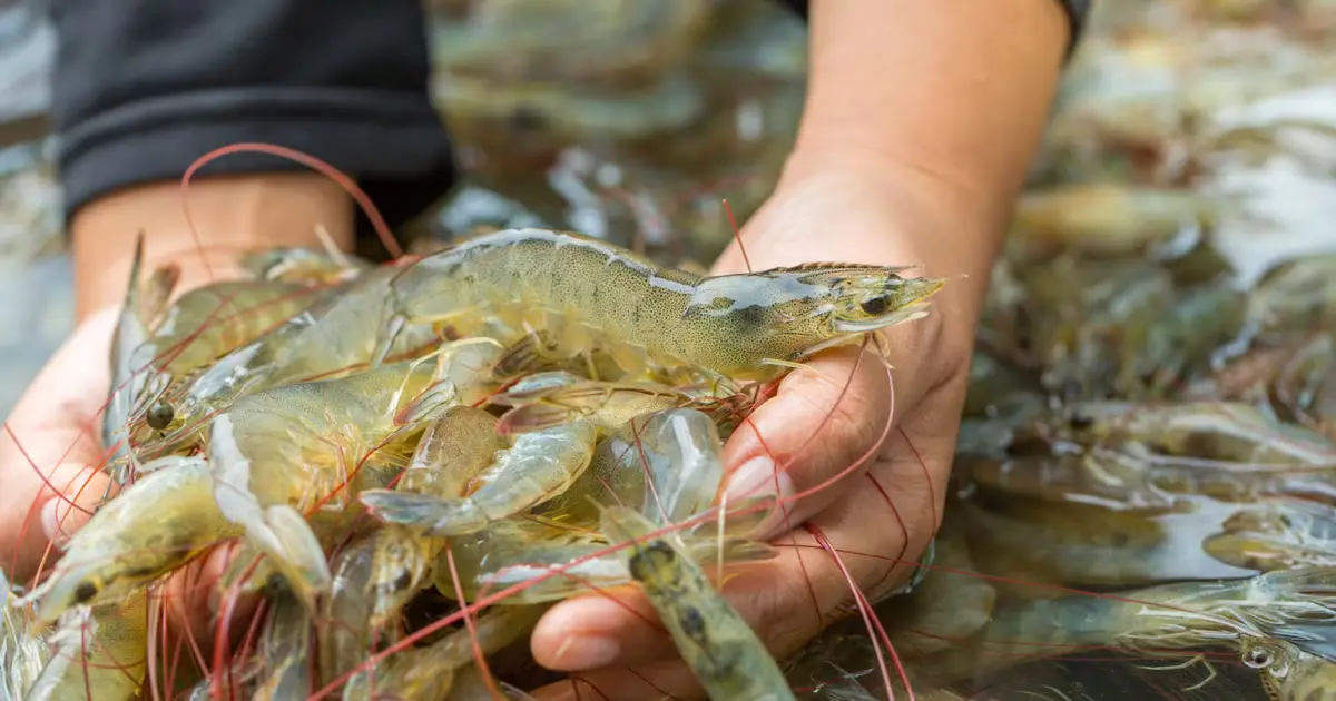 Cara Budidaya Udang Vaname dengan Teknologi Terbaru