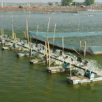 Cara Budidaya Udang Vaname Super Intensif