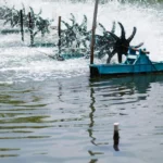 Cara Budidaya Udang Vaname Tanpa Aerator