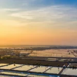 Cara Budidaya Udang Vaname di Air Tawar