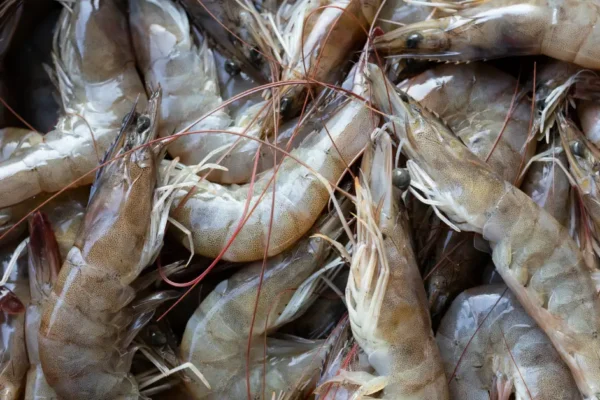 Siklus Hidup Udang Vaname dari Telur ke Panen