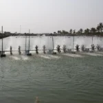 Pentingnya Sanitasi Tambak Udang Vaname