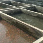 7 Dampak Pemberian Pakan Berlebihan pada Udang