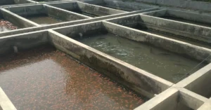 7 Dampak Pemberian Pakan Berlebihan pada Udang